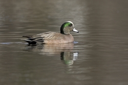 American Wigeon