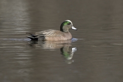 American Wigeon