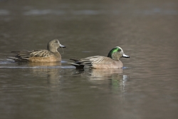 American Wigeon
