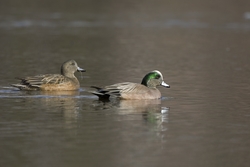 American Wigeon