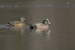 American Wigeon