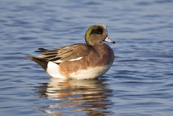 American Wigeon