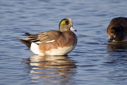 American Wigeon