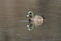 American Wigeon