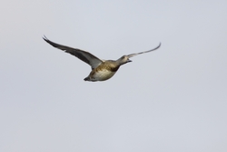 American Wigeon
