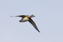 American Wigeon