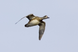 American Wigeon