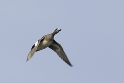 American Wigeon