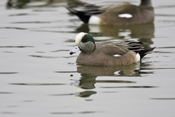 American Wigeon