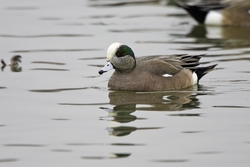 American Wigeon
