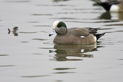 American Wigeon