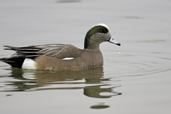 American Wigeon