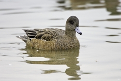 American Wigeon