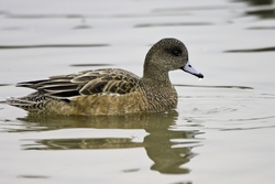 American Wigeon