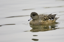 American Wigeon