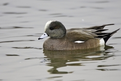 American Wigeon