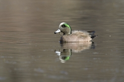 American Wigeon