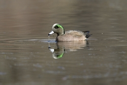 American Wigeon