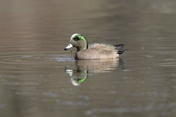 American Wigeon