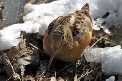 American Woodcock