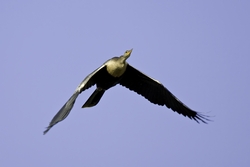 Anhinga