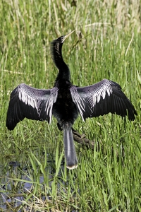 Anhinga