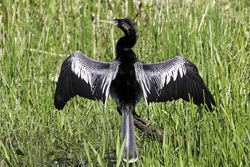 Anhinga
