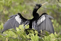 Anhinga