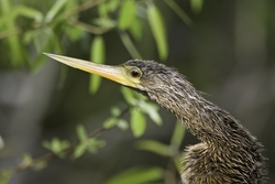 Anhinga