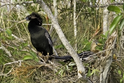 Anhinga