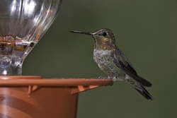 Annas Hummingbird