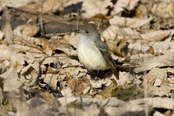 Ash-throated Flycatcher