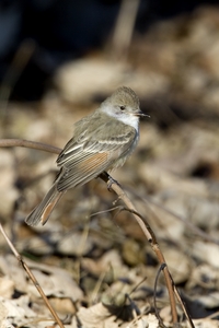 Ash-throated Flycatcher