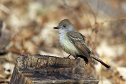 Ash-throated Flycatcher