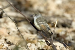 Ash-throated Flycatcher