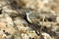 Ash-throated Flycatcher