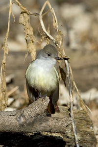 Ash-throated Flycatcher