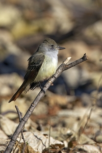 Ash-throated Flycatcher