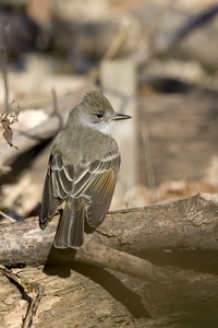 Ash-throated Flycatcher
