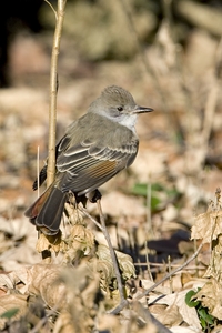 Ash-throated Flycatcher