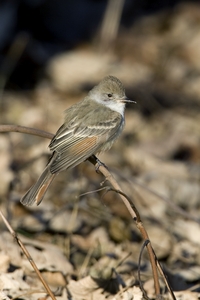 Ash-throated Flycatcher