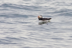 Atlantic Puffin