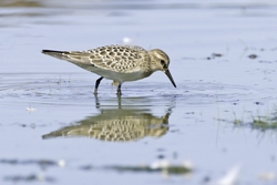 Bairds Sandpiper