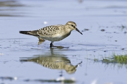 Bairds Sandpiper