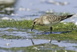Bairds Sandpiper