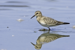 Bairds Sandpiper