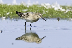 Bairds Sandpiper