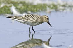 Bairds Sandpiper