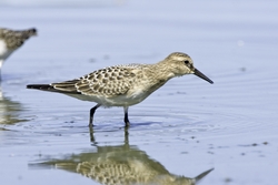 Bairds Sandpiper