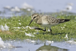 Bairds Sandpiper